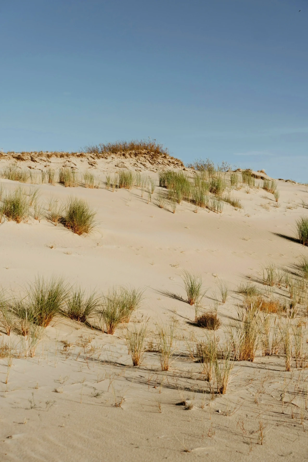 Golden sand dunes under a clear sky